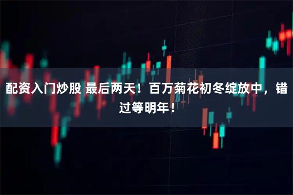 配资入门炒股 最后两天！百万菊花初冬绽放中，错过等明年！